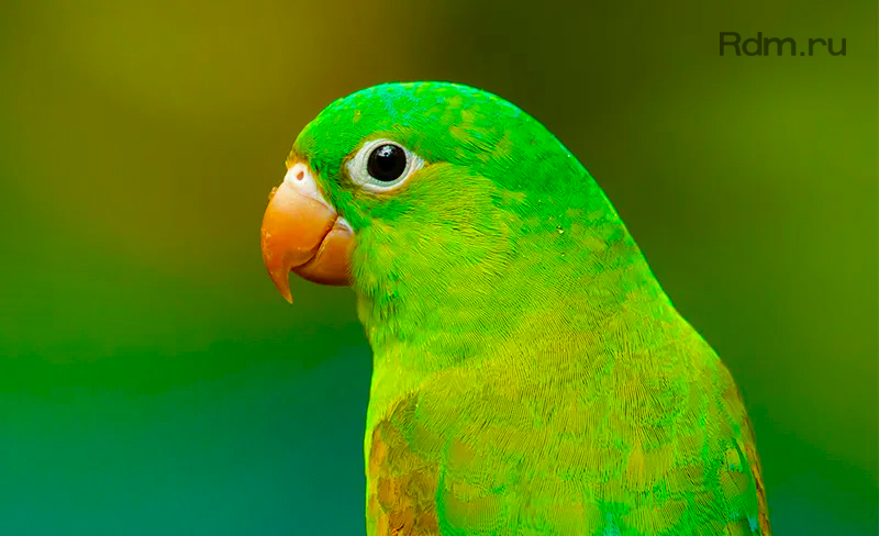 AP-640 - AP-640 максимально точная цветопередача