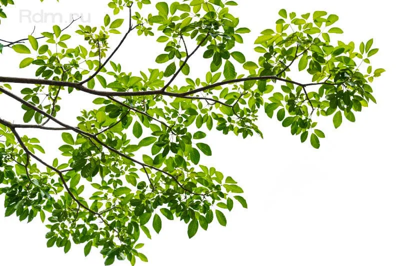 Принтер DA-640 чище, безопаснее, надежнее